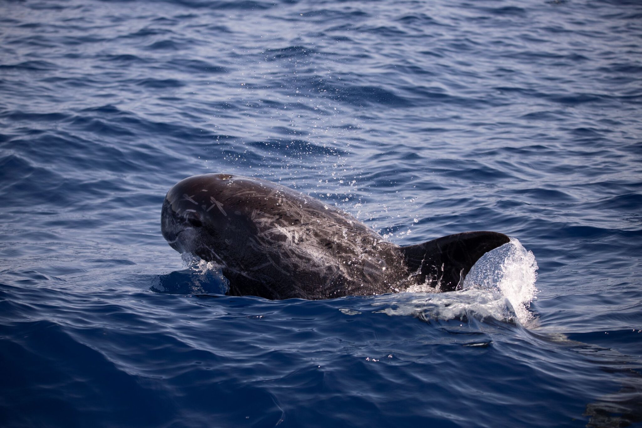 Grampus griseus