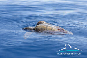Glavata želva, Jadran