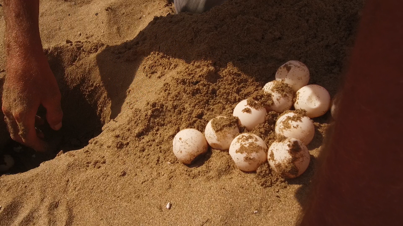 Jaja glavate želve na gnijezdištu na Cipru